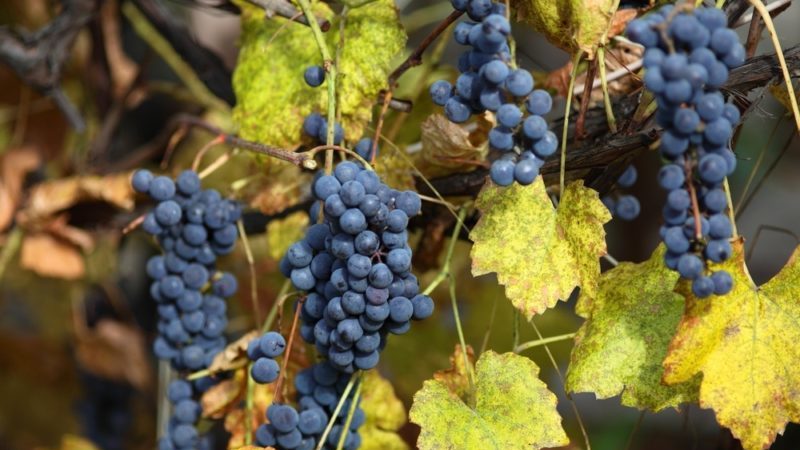 Variedad de uva Carménère, sencilla y sabrosa