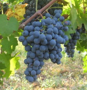 Variedad de uva Carménère, sencilla y sabrosa