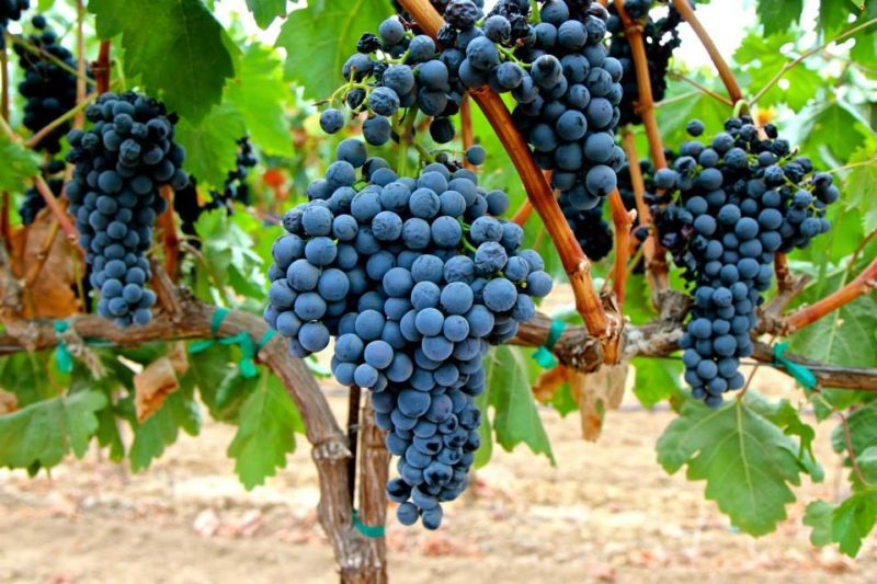 صنف العنب الشهير منخفض السعرات الحرارية Tempranillo