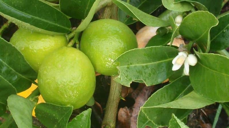 Odmiany limonki – opis i charakterystyka