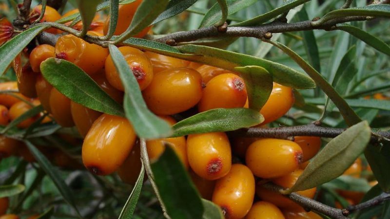 Varietà di tipi e varietà di olivello spinoso