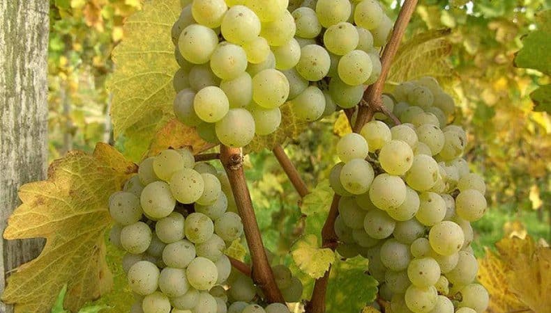 Una variedad de uva muy popular y sabrosa: la Riesling.