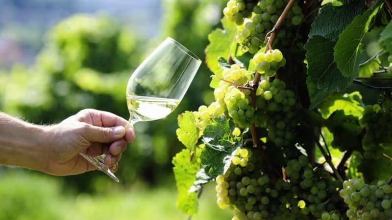 Ļoti populāra un garšīga vīnogu šķirne: Riesling.