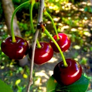 Variedad de cereza Tamaris resistente y de rápido crecimiento.