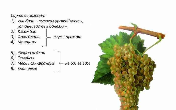 Aus welchen französischen und Kuban-Rebsorten wird Cognac hergestellt?