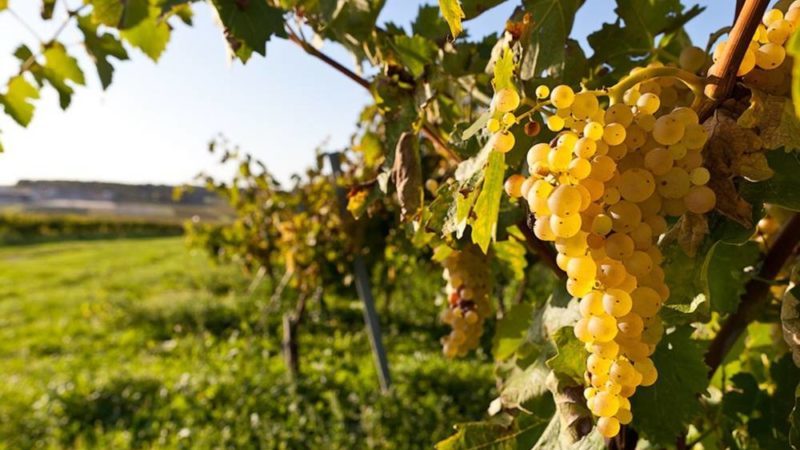 Aus welchen französischen und Kuban-Rebsorten wird Cognac hergestellt?