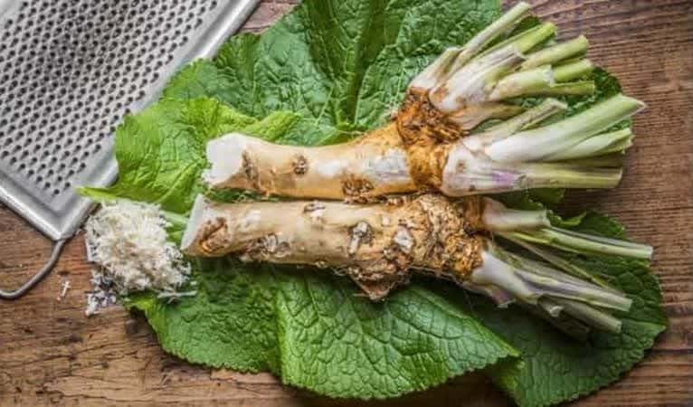 How to properly prepare dried horseradish, store it and use it