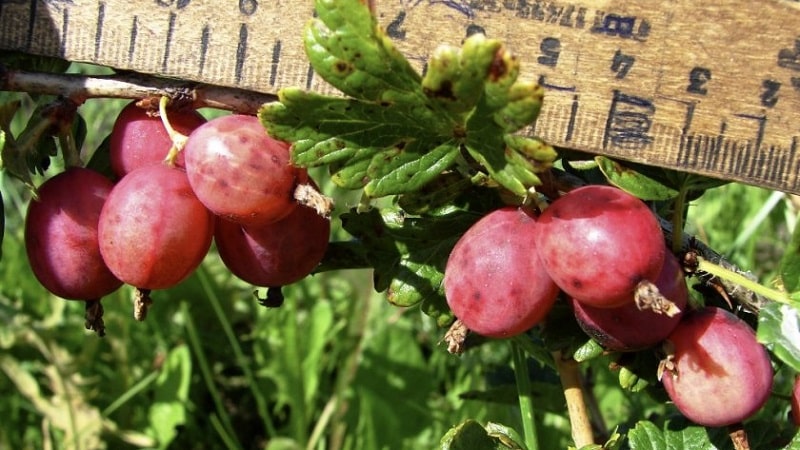 Varieti gooseberry pertengahan awal Pink 2