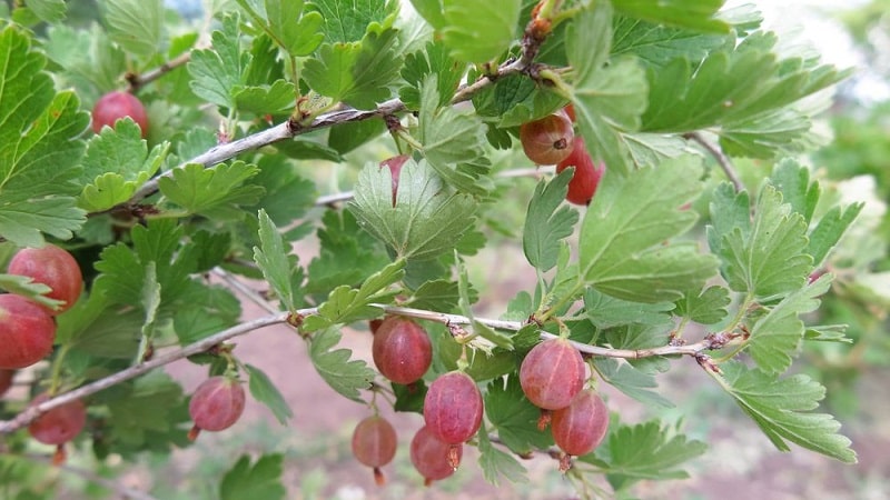 Středně raná odrůda angreštu Pink 2