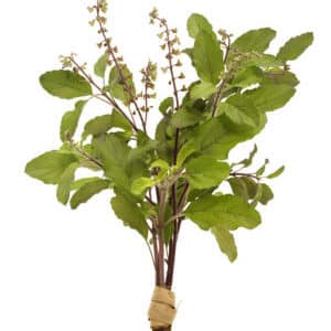 Fine-flowered basil - mga gamit at kapaki-pakinabang na katangian