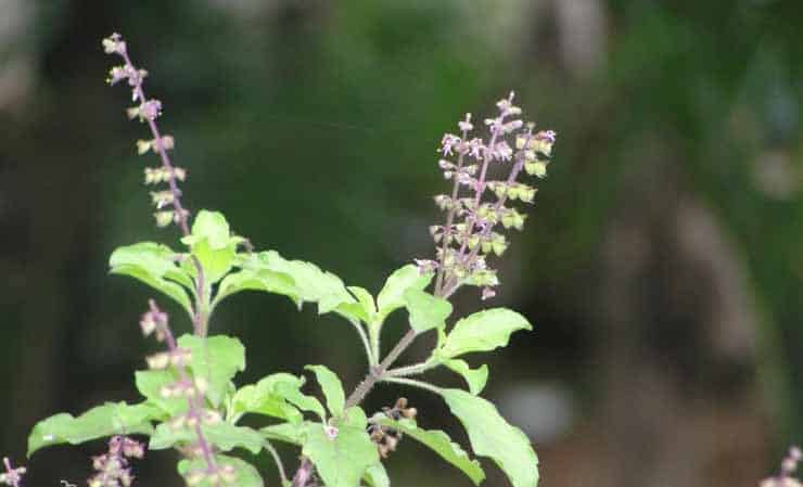 Fine-flowered basil - mga gamit at kapaki-pakinabang na katangian