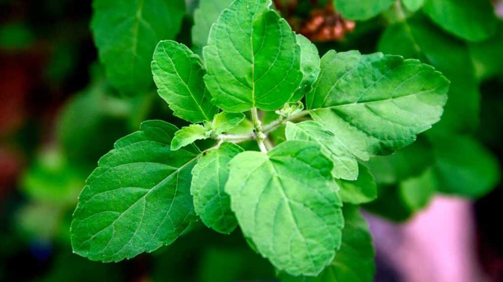 Fine-flowered basil - mga gamit at kapaki-pakinabang na katangian