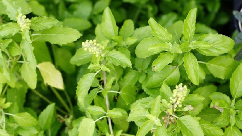 Fine-flowered basil - mga gamit at kapaki-pakinabang na katangian