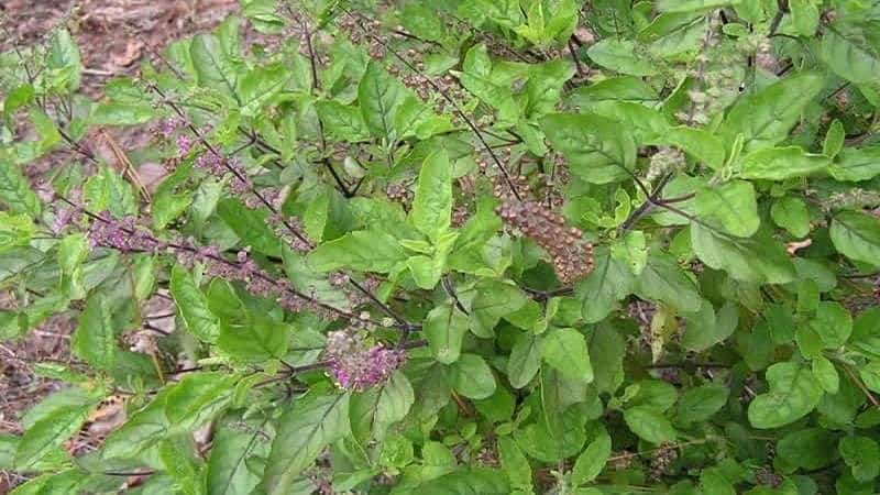 Fine-flowered basil - mga gamit at kapaki-pakinabang na katangian