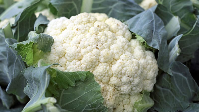 Blumenkohl reift nicht im Freiland: Warum passiert das und was ist zu tun?