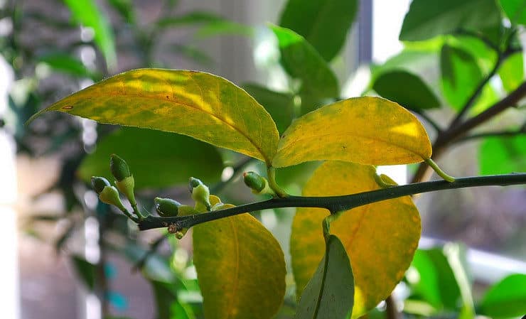 What to do if your lemon leaves fall off