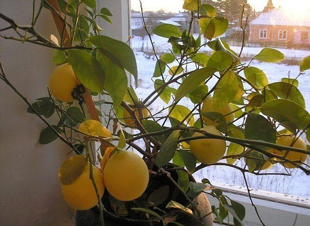 Cosa fare se le foglie del limone cadono?