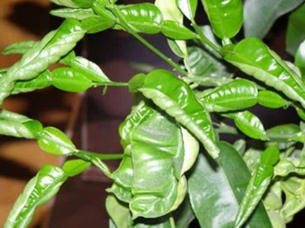 Why do lemon leaves curl and how to solve the problem?