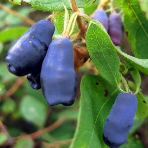 Pelbagai jenis honeysuckle tahan sejuk Blueberry dengan buah-buahan manis dan masam