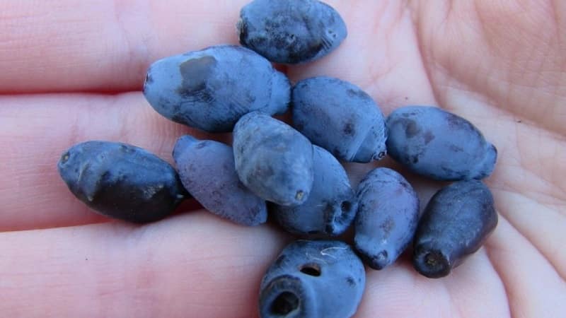 Variedad de madreselva resistente al frío Arándano con frutas agridulces