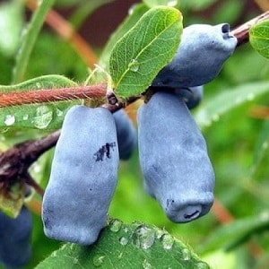 Cold-resistant honeysuckle variety Blueberry na may matamis at maaasim na prutas