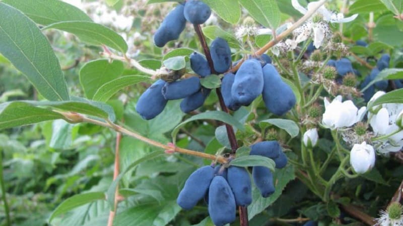 Cold-resistant honeysuckle variety Blueberry na may matamis at maaasim na prutas