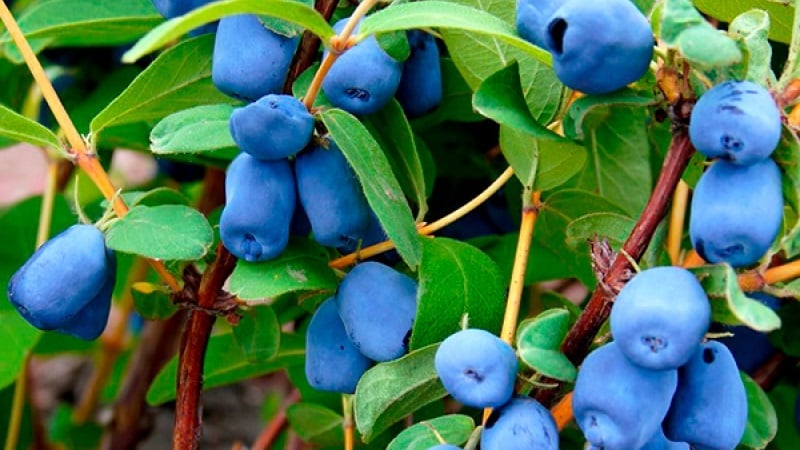 Pelbagai jenis honeysuckle tahan sejuk Blueberry dengan buah-buahan manis dan masam