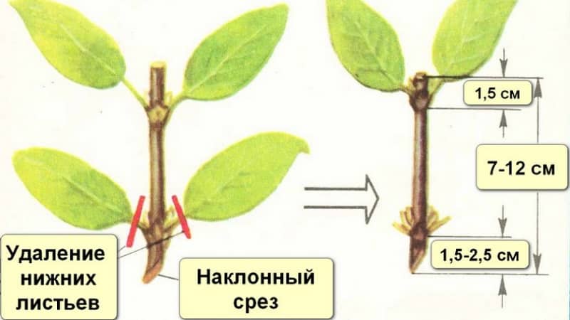 Студоустойчив сорт орлови нокти Боровинка със сладки и кисели плодове