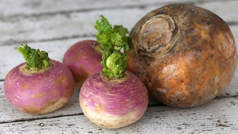 Mi a különbség a rutabaga és a fehérrépa között