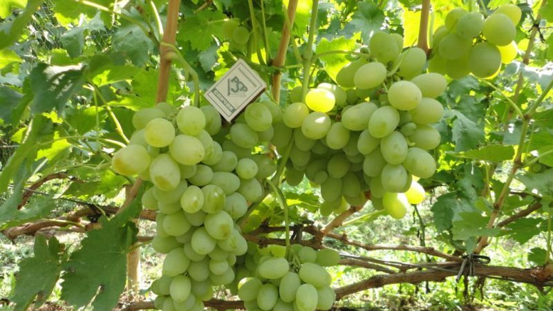 Hybrid grape Kesha - description and characteristics