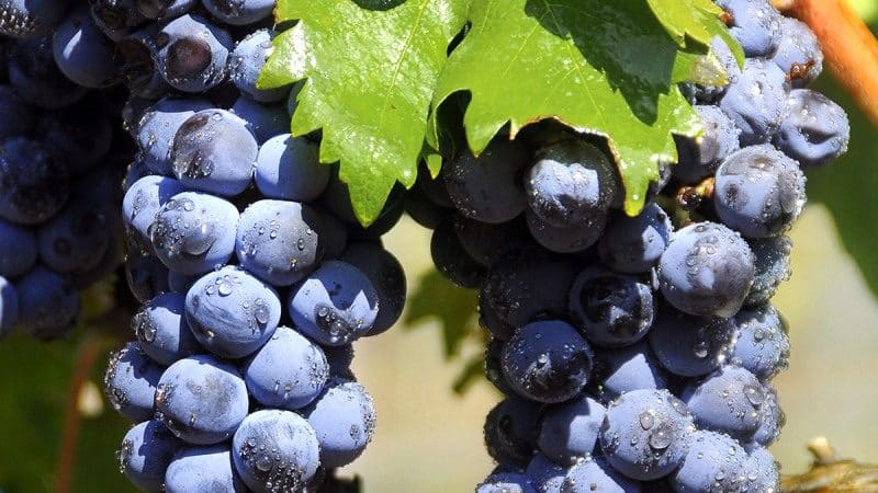 Slavná nízkokalorická odrůda hroznů Tempranillo