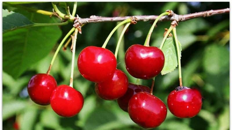 High-yielding early-ripening cherry variety Malyshka