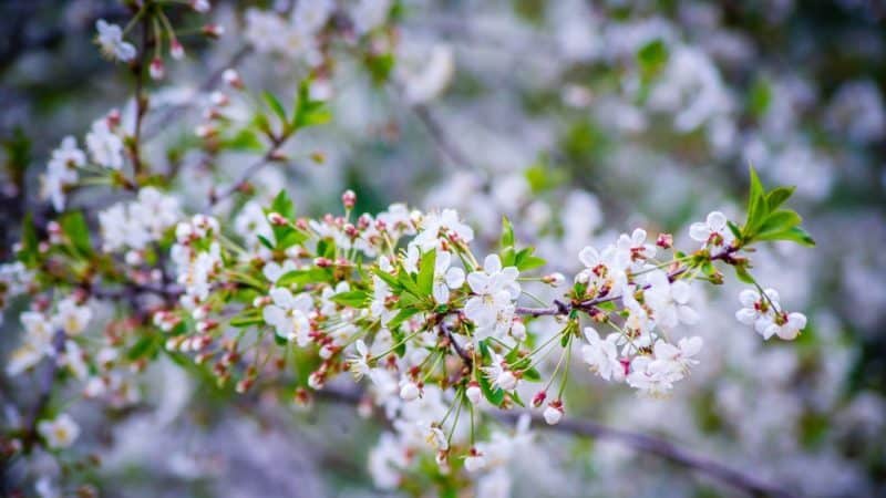 Variedad de cereza de maduración temprana de alto rendimiento Malyshka