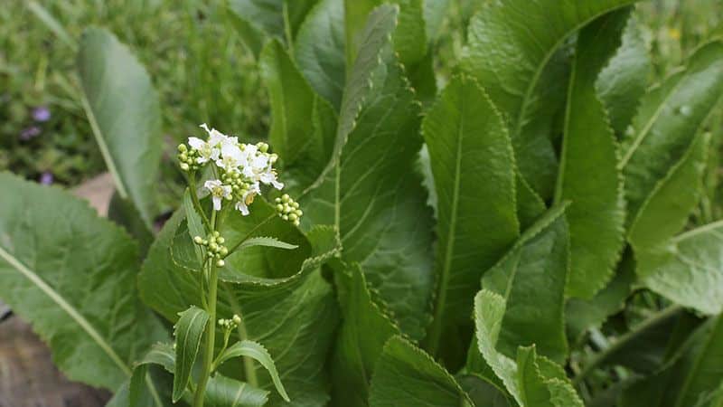 Alt om pepperrot: hva det er, hvordan det ser ut og blomstrer, hva roten er