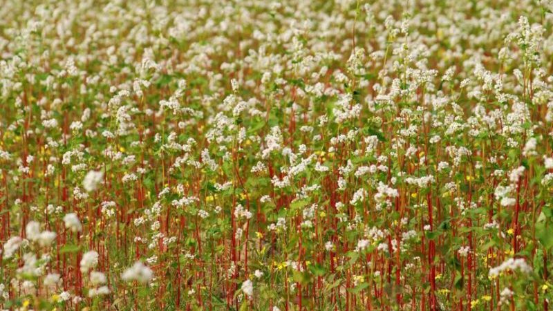 O que é o trigo sarraceno e como ele se parece quando cresce no campo?