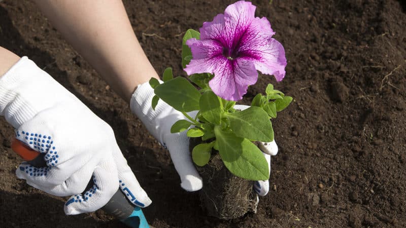 Paglalarawan ng mga varieties at tampok ng lumalagong terry petunia