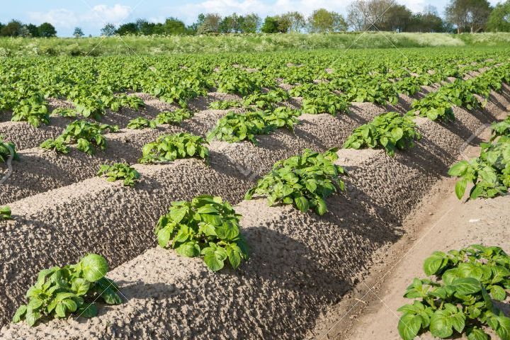 Patates ekiminde yeni yöntemler ve bakım özellikleri