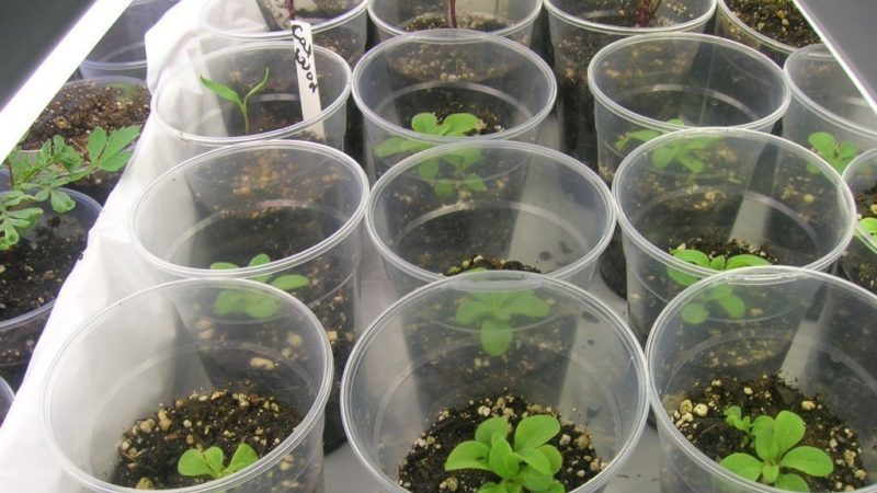 Como cultivar petúnia a partir de sementes em casa: semear mudas, cuidar, transplantar para terreno aberto