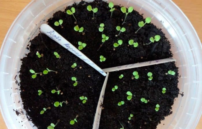 Características de las petunias en cascada y sus ventajas sobre otras especies.