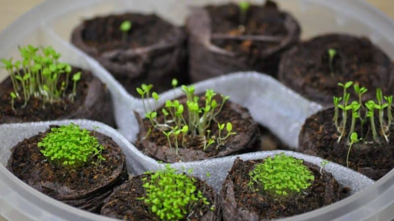 Como cultivar petúnia a partir de sementes em casa: semear mudas, cuidar, transplantar para terreno aberto