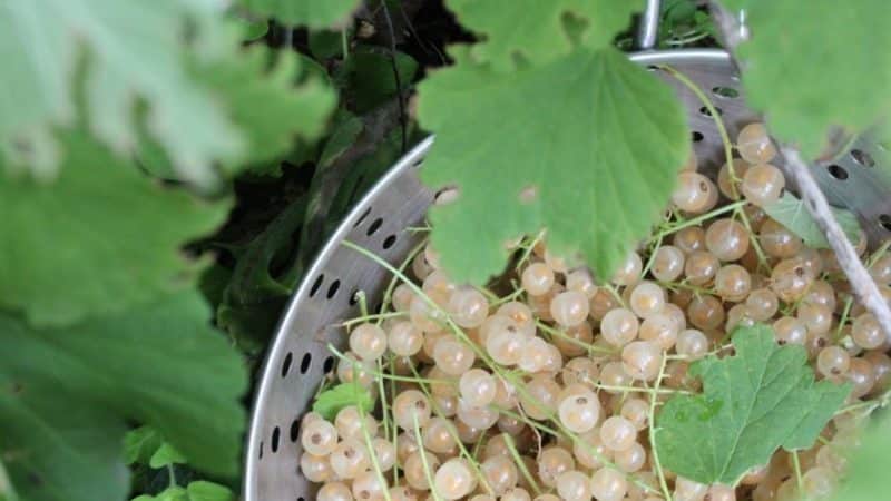 Versailles currant - paglalarawan at mga katangian ng iba't