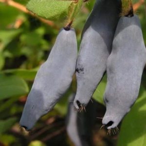 Honeysuckle sort Blå spindel: sortsbeskrivelse, planting og stell