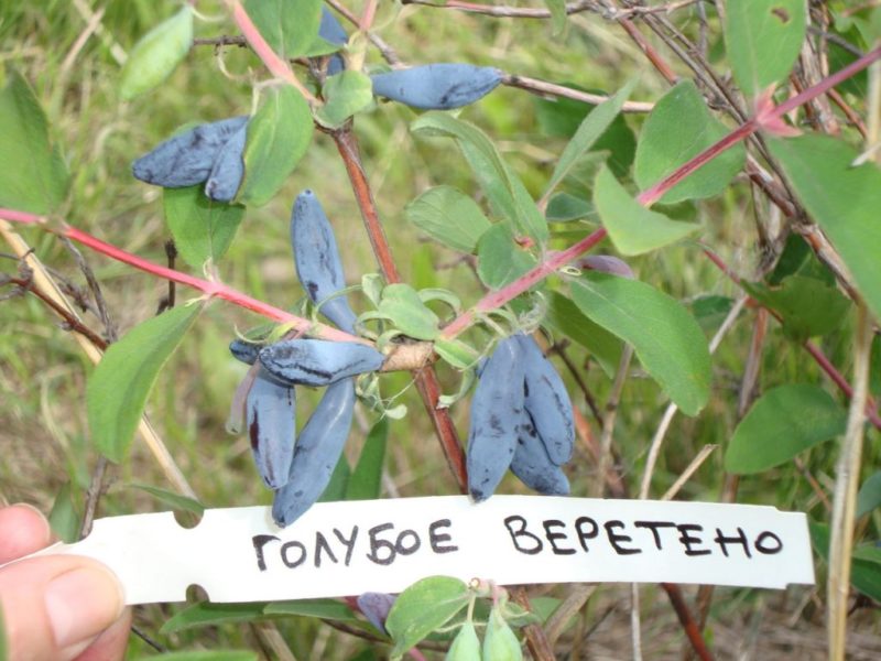 new varieties of honeysuckle with large berries