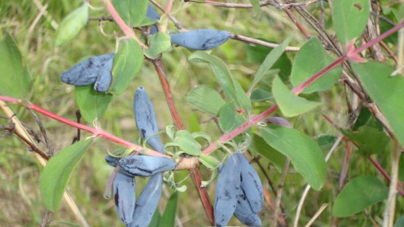 Variété de chèvrefeuille Fuseau bleu : description de la variété, plantation et entretien