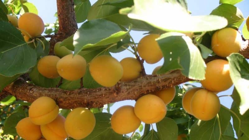 Variedad de variedades de albaricoque para diferentes regiones.