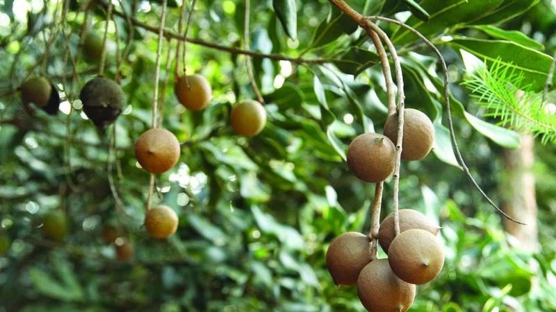 Como cultivar nozes de macadâmia em casa