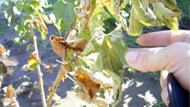 Cosa fare se l'uva spina si secca