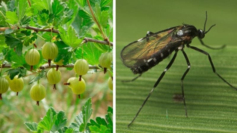 Ihållande krusbär med låg törne Altai numrerad, garanterar en rik skörd av söta bär