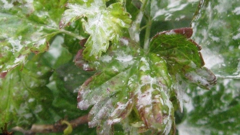 Cosa fare se l'uva spina si secca