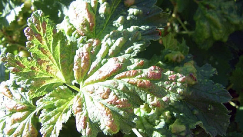 Was tun, wenn die Stachelbeeren austrocknen?